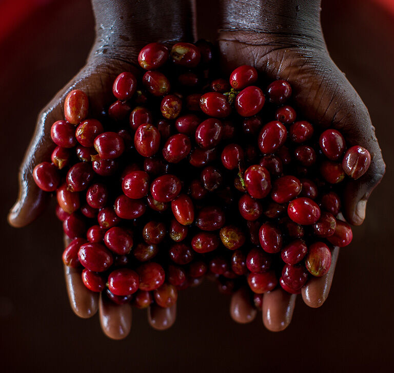 coffee-cherries-washing-station