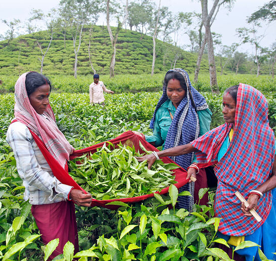 freshly-plucked-tea-leaves-india