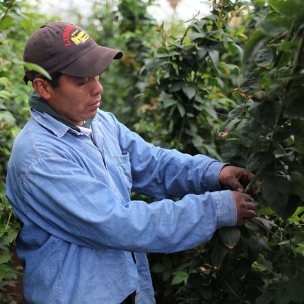 granja-de-rosas-fair-trade-certified granja-de-rosas-fair-trade-certified