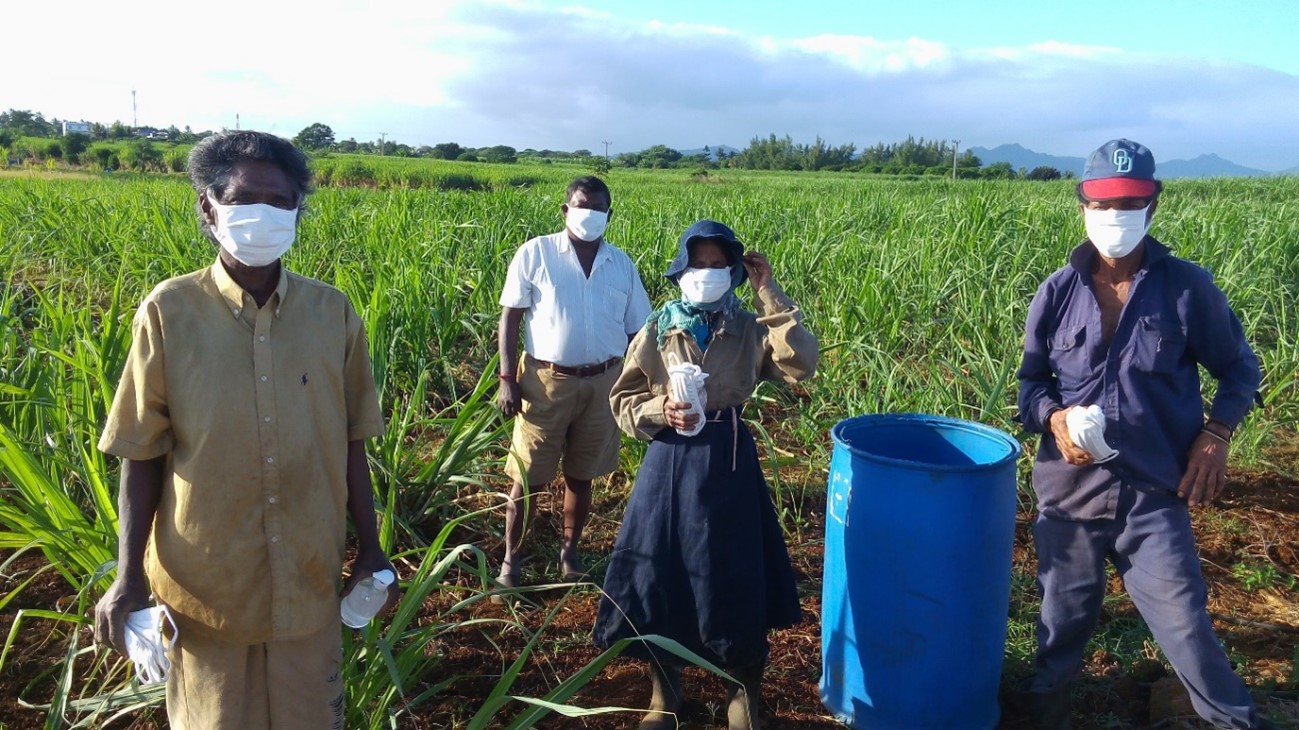grupo-de-mauricio-productores-de-caña-de-azúcar-en-el-campo-con-mascarillas