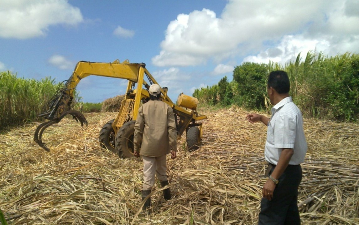 agricultores-de-caña-de-azúcar-en-el-campo-con-tractor