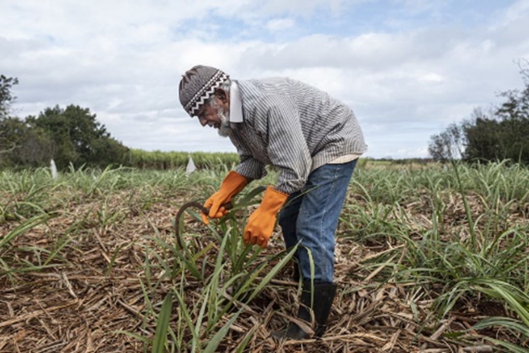 agricultor-de-mauricio-con-caña-de-azúcar