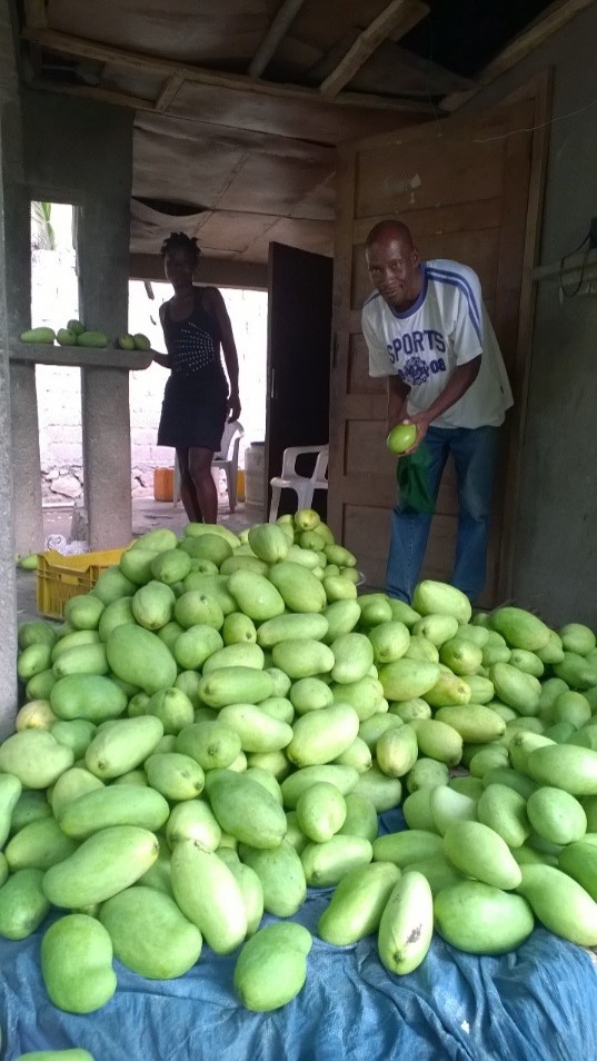 Paul_Trabajador del mango en Haiti_Granja Fair Trade Certified