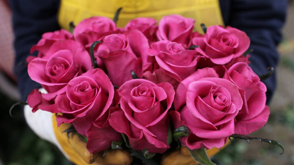 The Life-changing Power of Fair Trade Roses