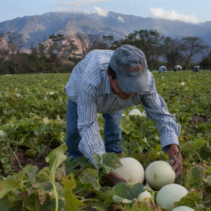 productor-de-méxico-cosechando-melones