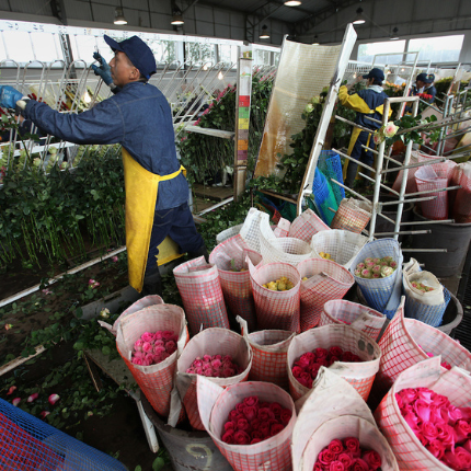 hombre-envolviendo-rosas-fair-trade-ecuador