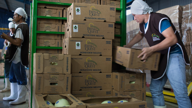 man-packing-boxes-of-melon
