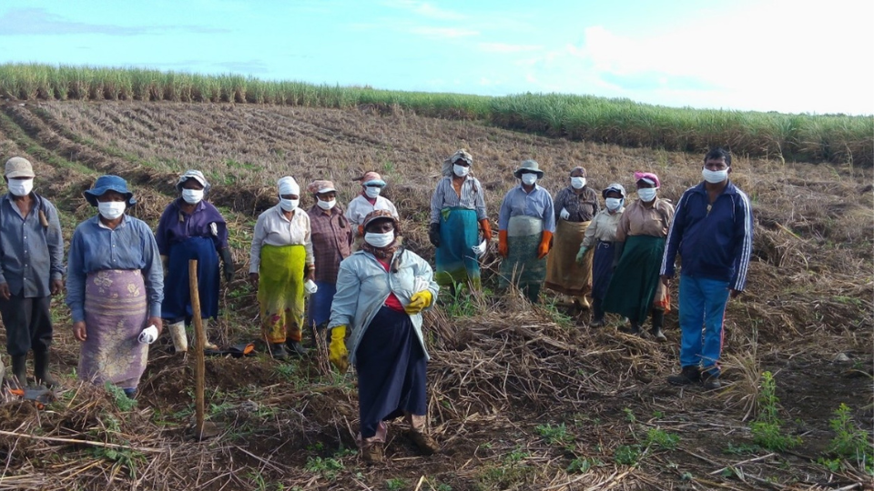 Mauritius Sugar Syndicate – Sweetening the Island of Mauritius