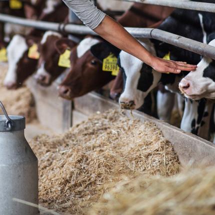 Woman reaching out to a cow in a barn Woman reaching out to a cow in a barn