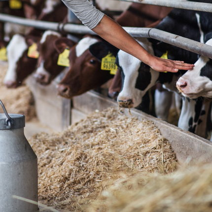 Woman reaching out to a cow in a barn