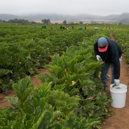 Fair Trade Certified Farm_Cucumbers