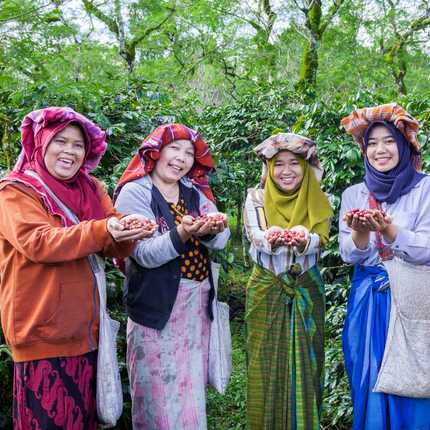 Four female coffee pickers holding a handful of freshly picked coffee cherries at a Fair Trade Certified farm in Indonesia