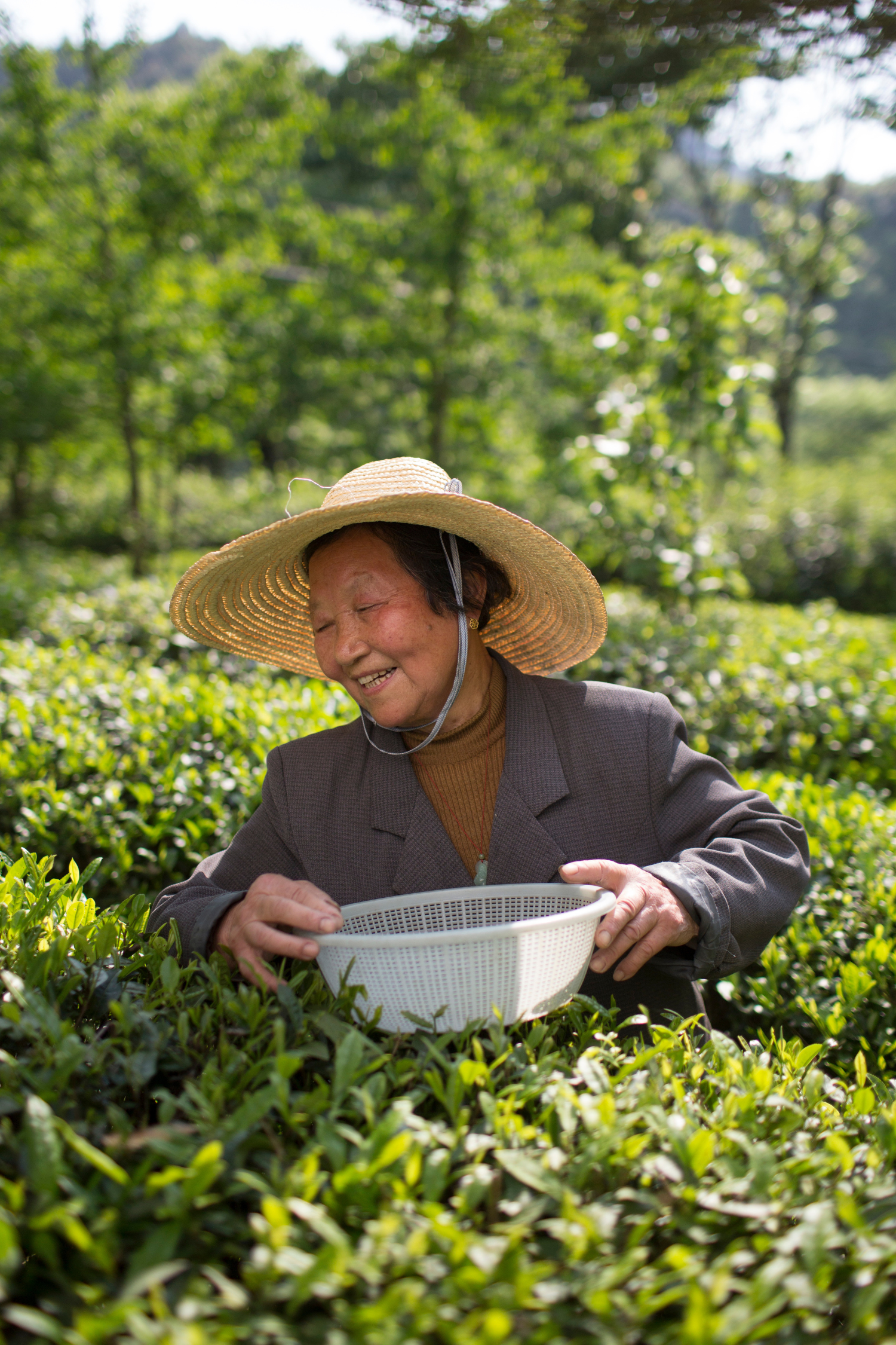 Jiangxi Wuyuan Xitou Tea Farmers Association