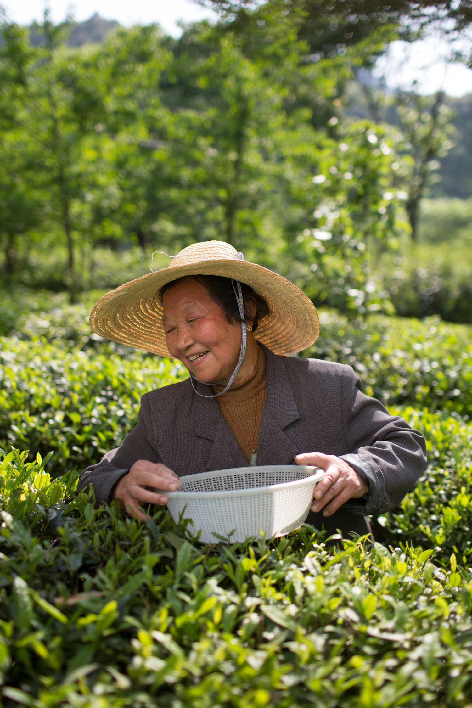 Asociación de Productores de Té de Jiangxi Wuyuan Xitou