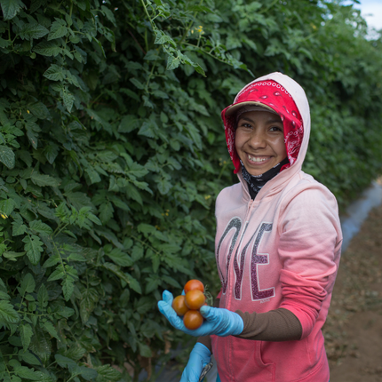 trabajador agrícola recogiendo tomates