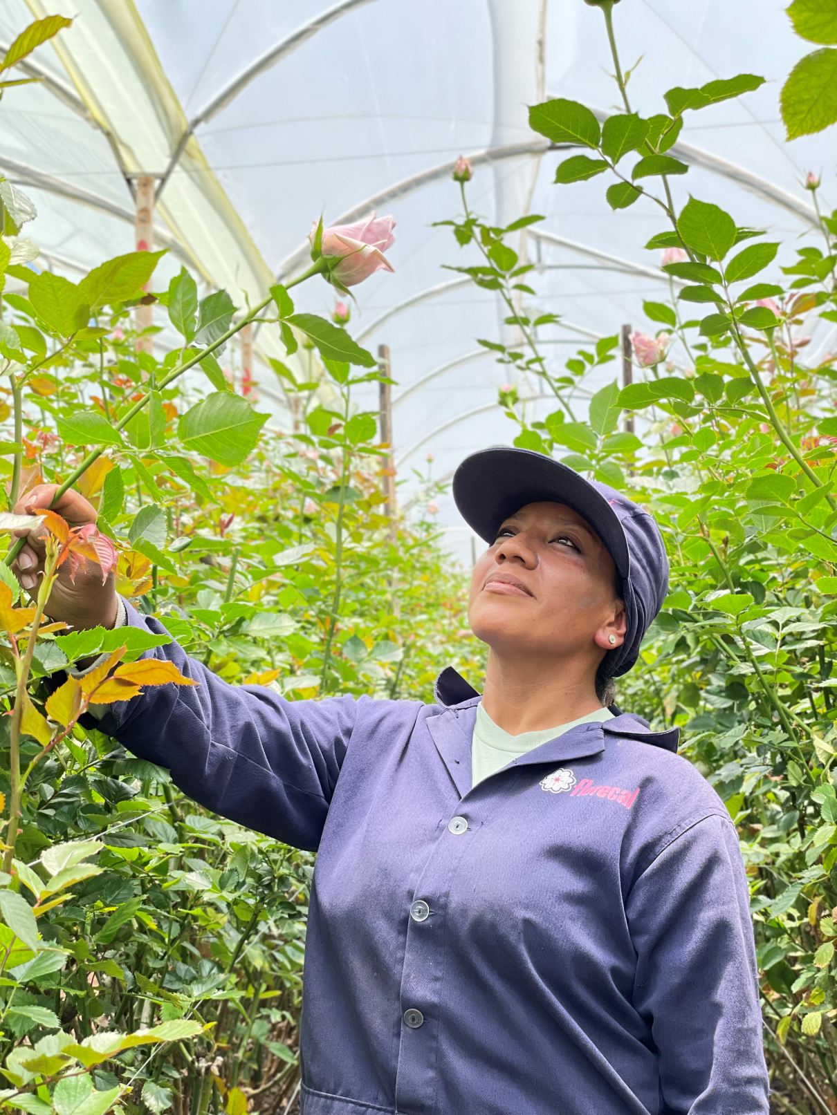 Rose en una granja de flores con certificación de comercio justo