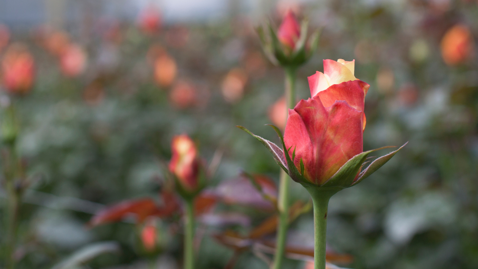 Rose en una granja de flores con certificación de comercio justo