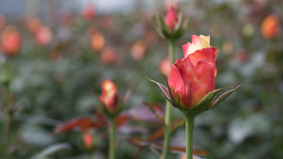 Rose at a Fair Trade Certified Floral Farm