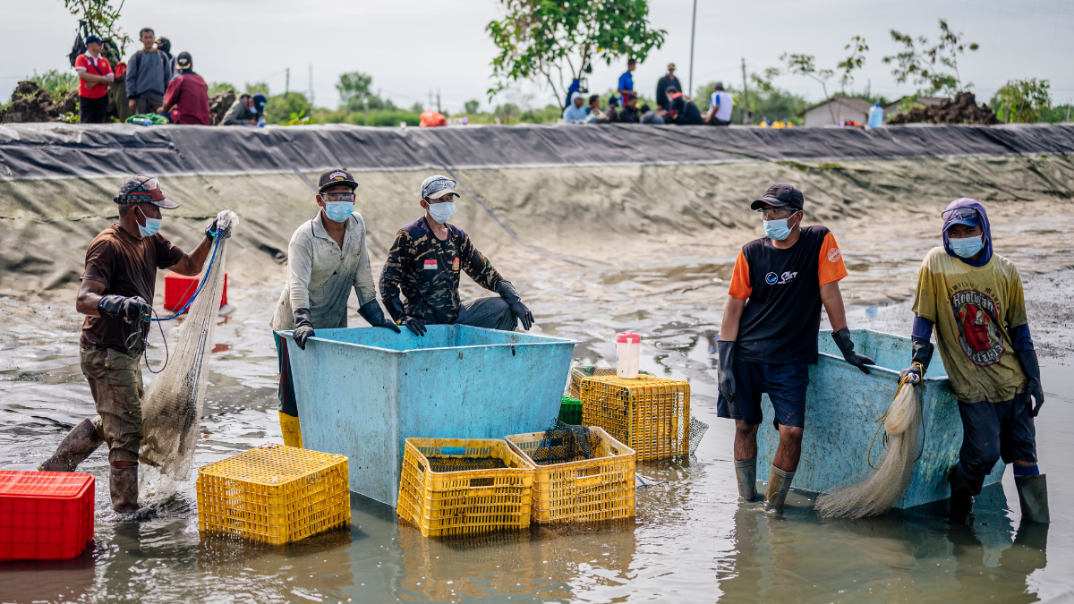 Pescadores capturando camarones en Indonesia