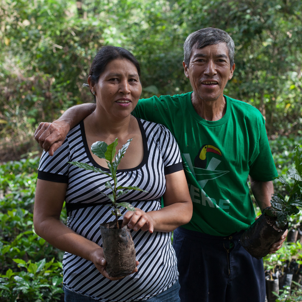 Coffee farmers standing next to each other in coffee field; woman is holding a coffee plant, man has his arm around her.