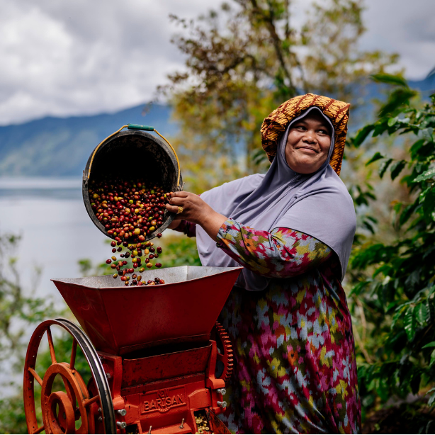 female coffee producer on Fair Trade Certified farm pouring coffee cherries into machine.