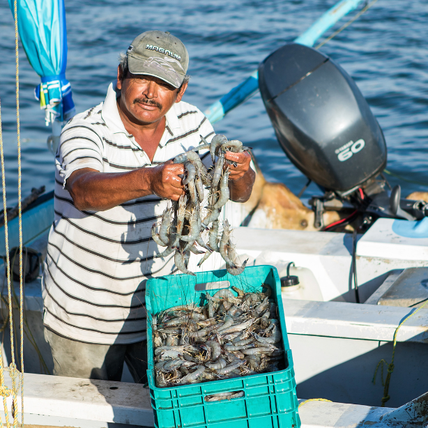 Fair Trade Certified Shrimp Farm_Mexico Man in a boat holding freshly caught shrimp and looking at the camera
