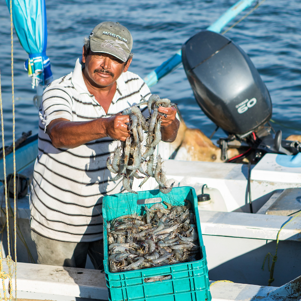 Hombre en un bote sosteniendo camarones recién atrapados y mirando la cámara