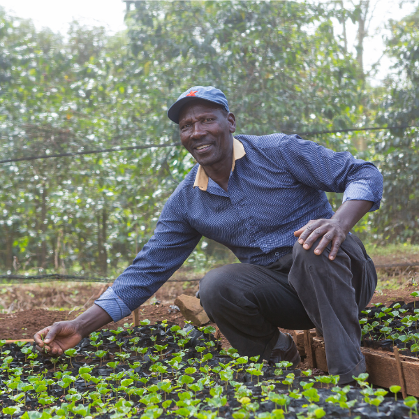 productor de café en Kenia
