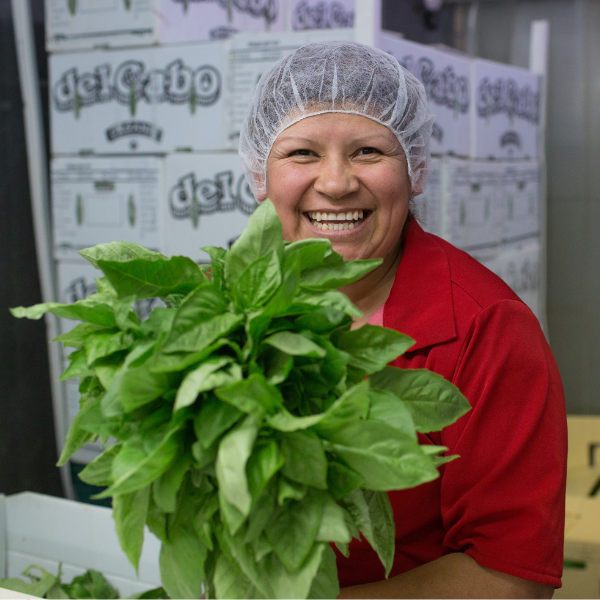 Worker holding Fair Trade Certified Basil