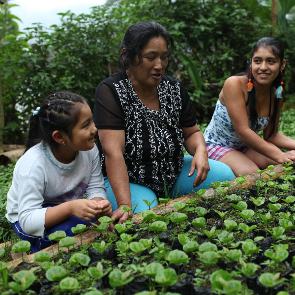 cafetalera cuida los semilleros de café de la familia con sus dos hijas