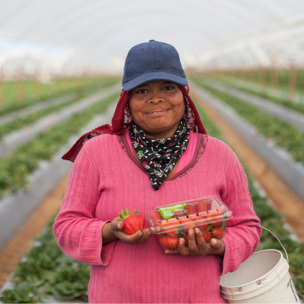 fair trade worker holding strawberries