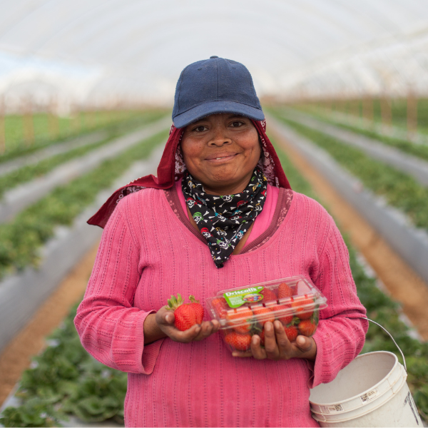 trabajador de comercio justo sosteniendo fresas