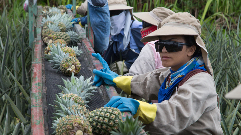 Eva, una empleada, cosecha piña en una finca de piña de comercio justo en Costa Rica.
