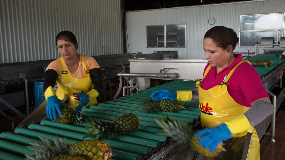 Yeris Hernandez (izquierda) y Sofia Alvarado preseleccionan piñas de comercio justo recién cosechadas en Finca La Virgen. 