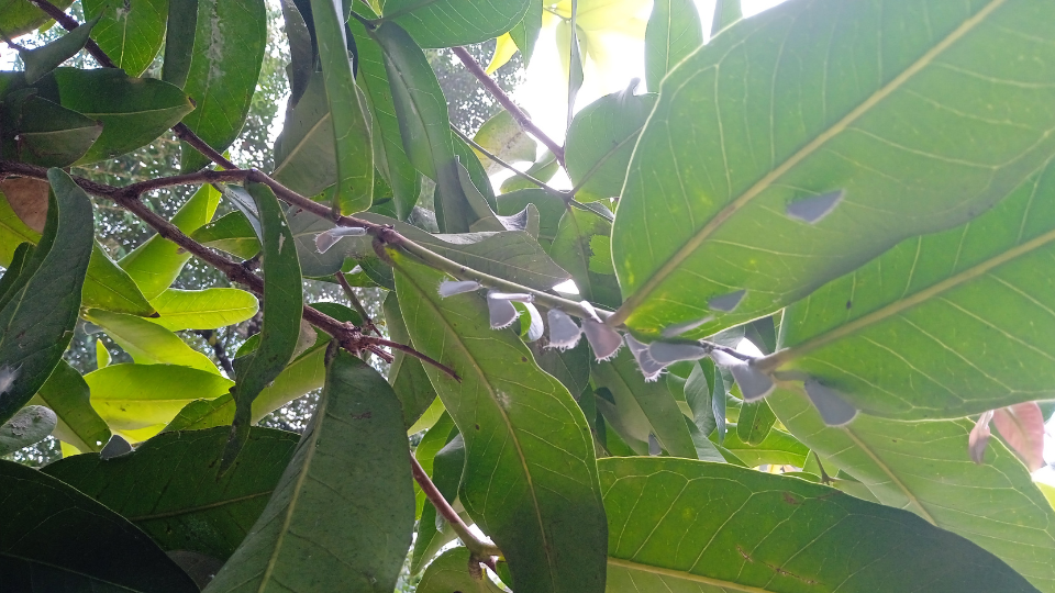 Foto de pupas de mariposa (crisálida) colgando de un árbol en Sri Lanka, en un hábitat natural establecido por CKT Apparel.