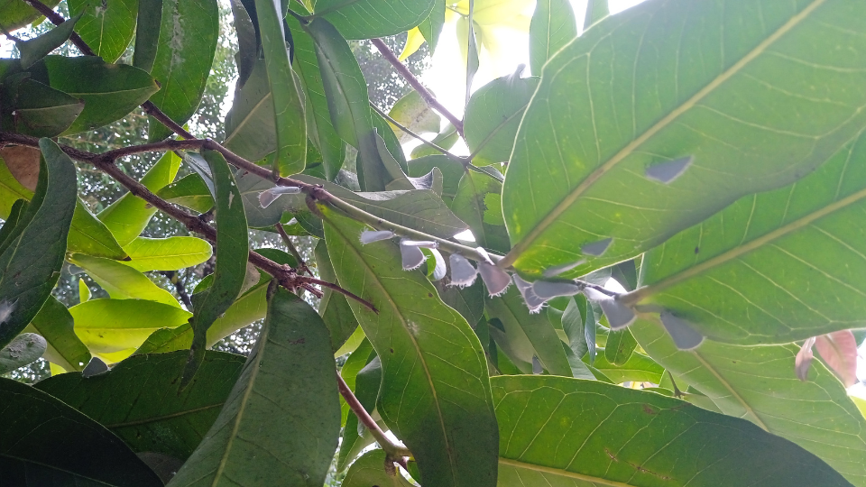 Photo of butterfly pupae (chrysalis) hanging from a tree in Sri Lanka, at a natural habitat established by CKT Apparel.