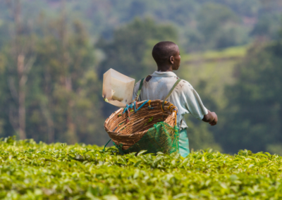 Un trabajador de una finca de té Fair Trade Certified deposita hojas y brotes de té cosechados en una canasta sobre su espalda.