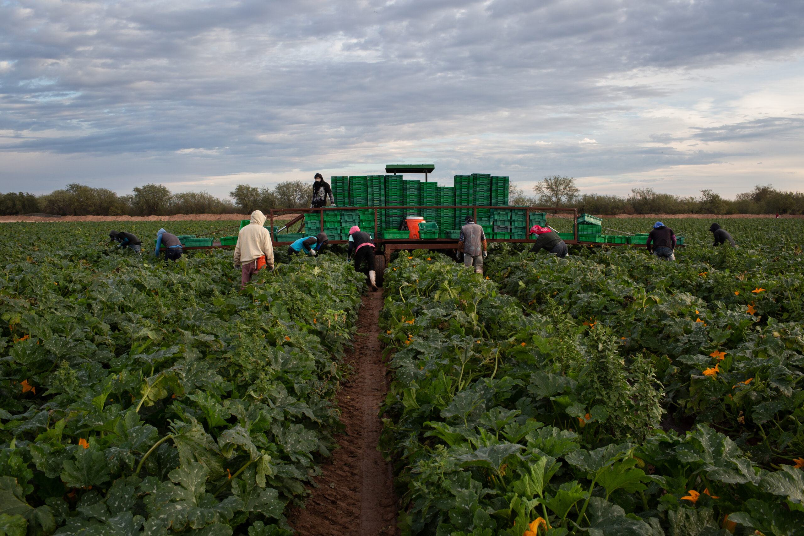 FTUSA: 2019 Campo Ciari (Covilli) Workers in field picking squash