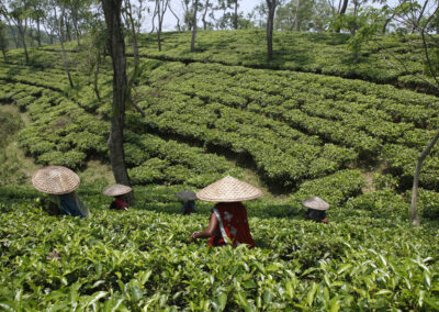 Tea workers pluck tea leaves at Jalinga Tea Estate, a Fair Trade Certified tea garden at Jalinga in Assam, India.