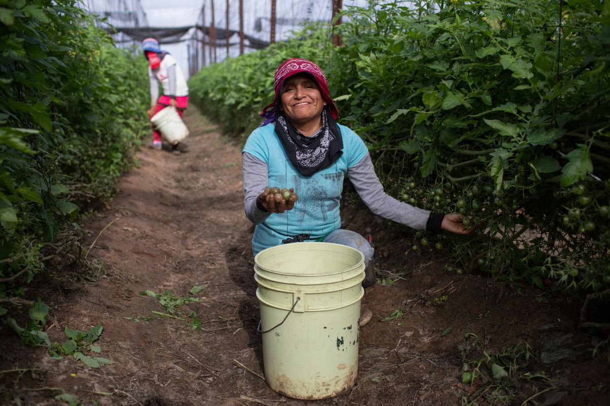 tomato picker