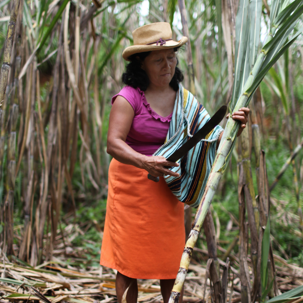 harvesting sugar cane