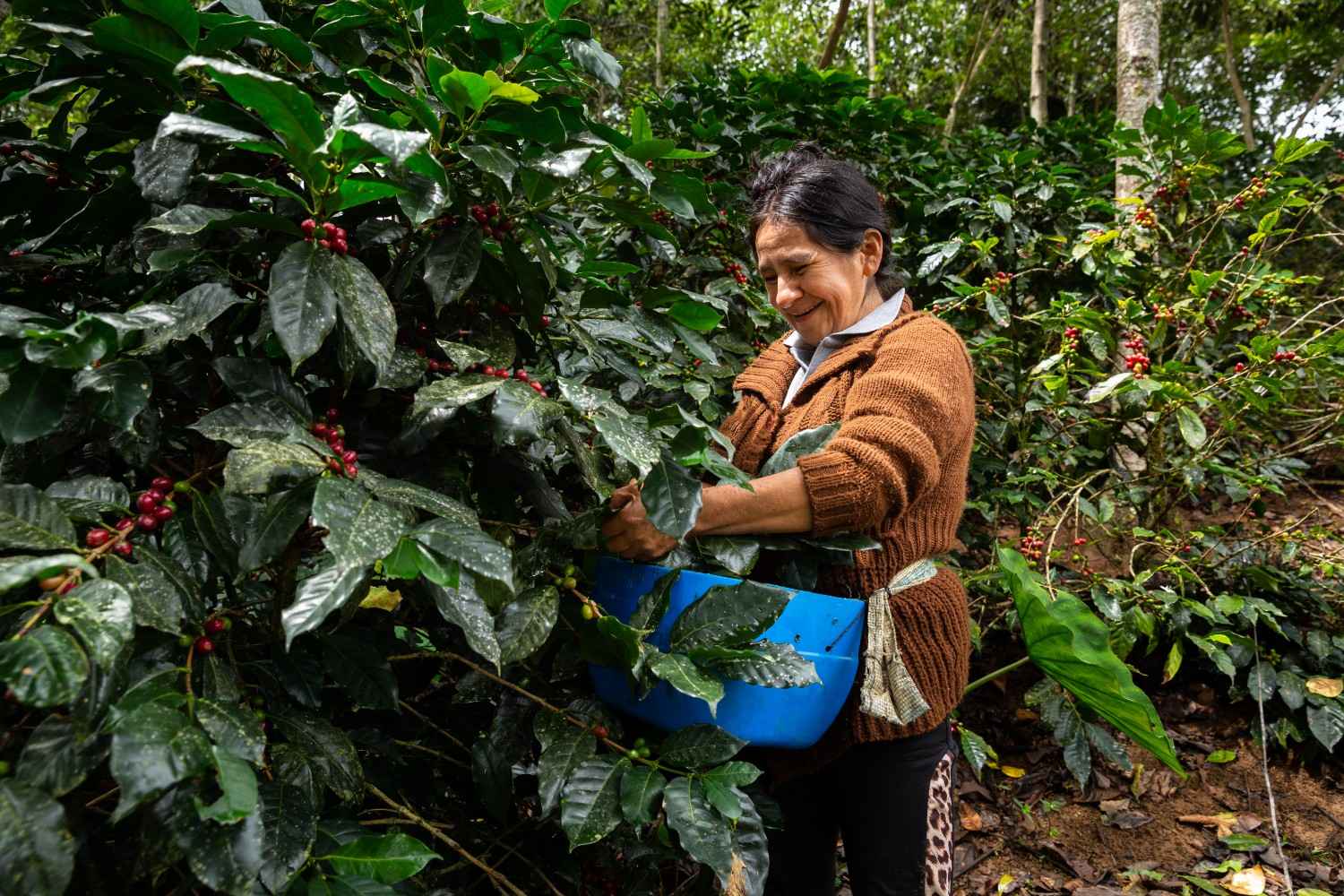 Fair Trade Certified cocoa farmer in Ivory Coast