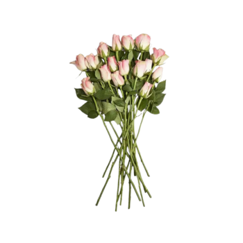 Aventura - Eden Turtleneck