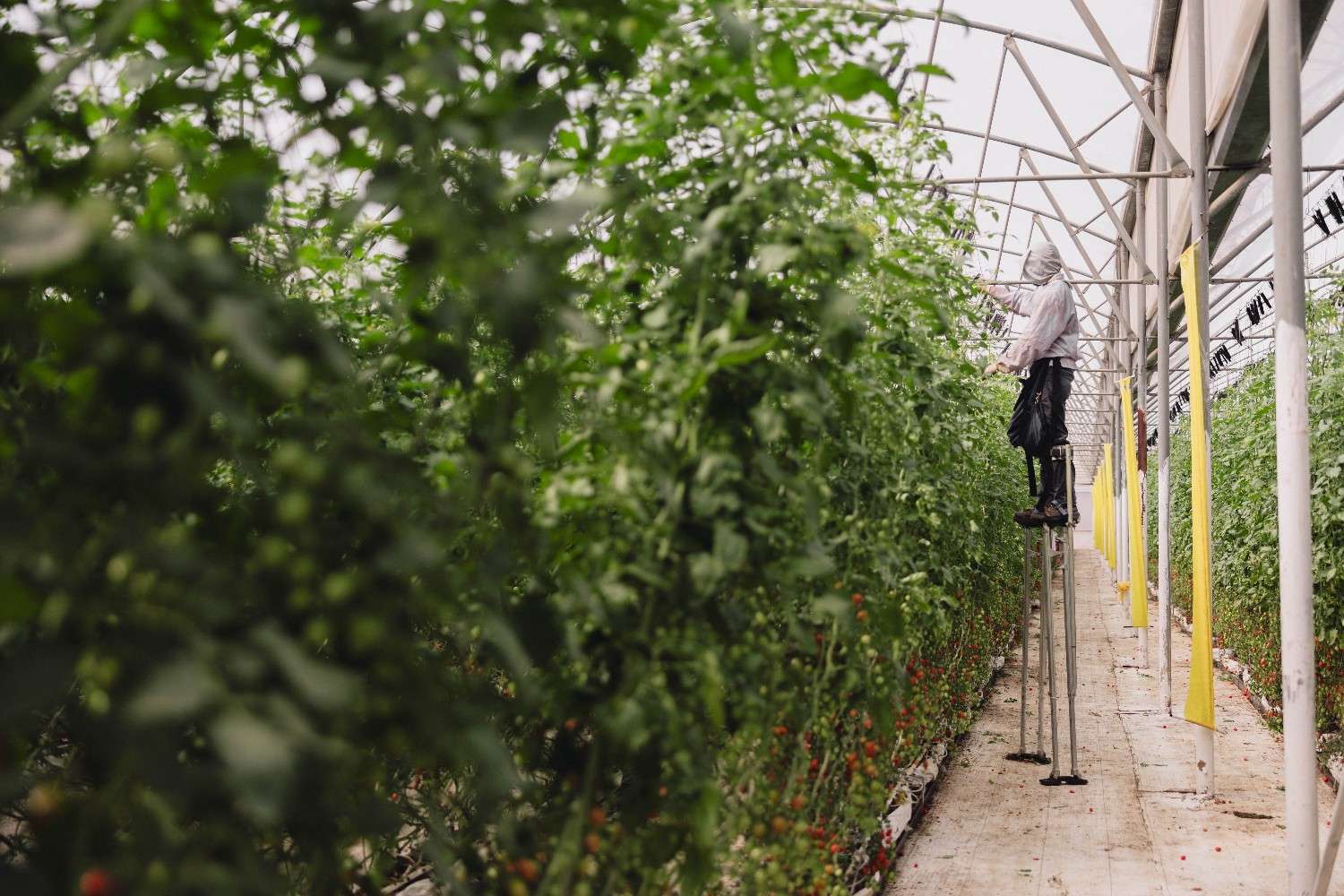 Elvia Almachi, from Guaytacama, Ecuador, holds a bundle of recently harvested Fair Trade-certified roses.
